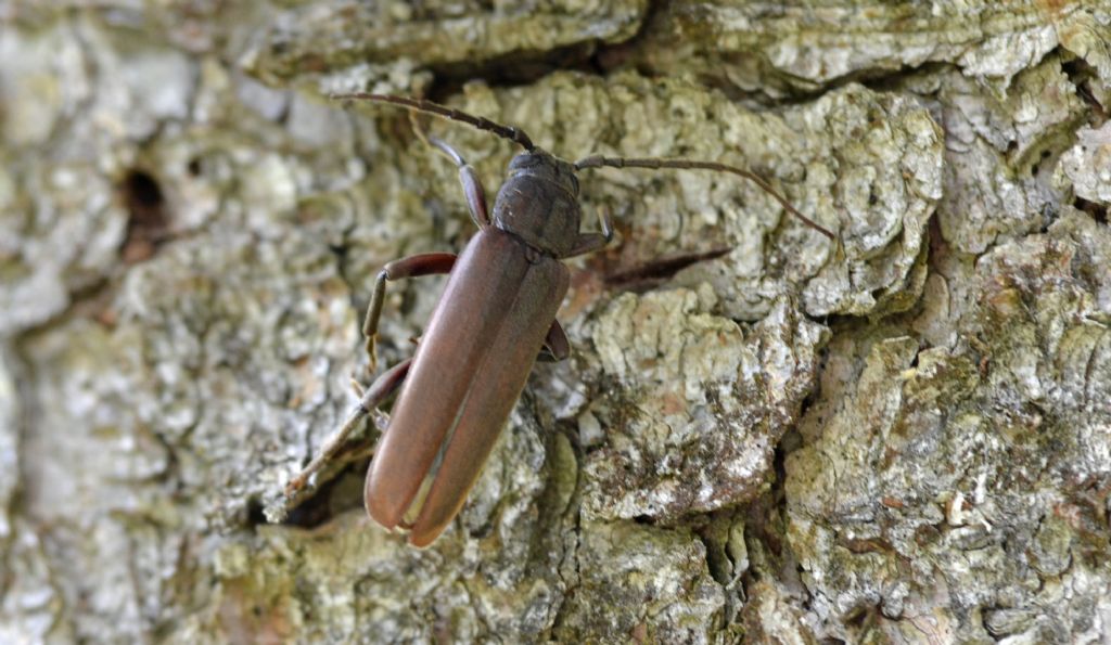 Arhopalus rusticus, Cerambycidae